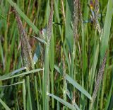 Calamagrostis epigeios. Верхушки растений с соцветиями. Московская обл., Раменский р-н, окр. ж.-д. платформы Хрипань, залежь. 19.06.2015.