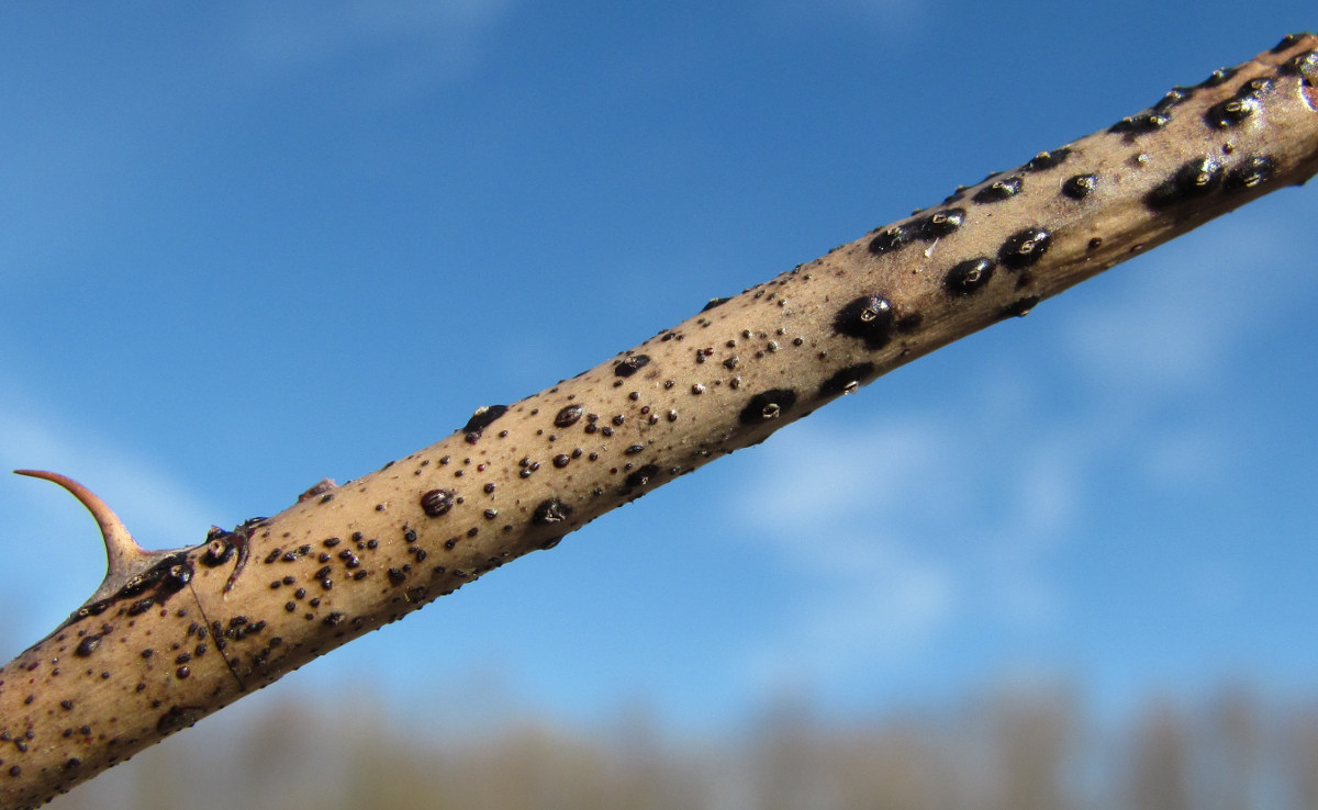 Image of Rosa cinnamomea specimen.