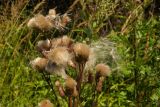 Cirsium setosum. Верхушка плодоносящего растения. Новгородская обл., Боровичский р-н, восточнее дер. Сушани, луг. 08.08.2015.