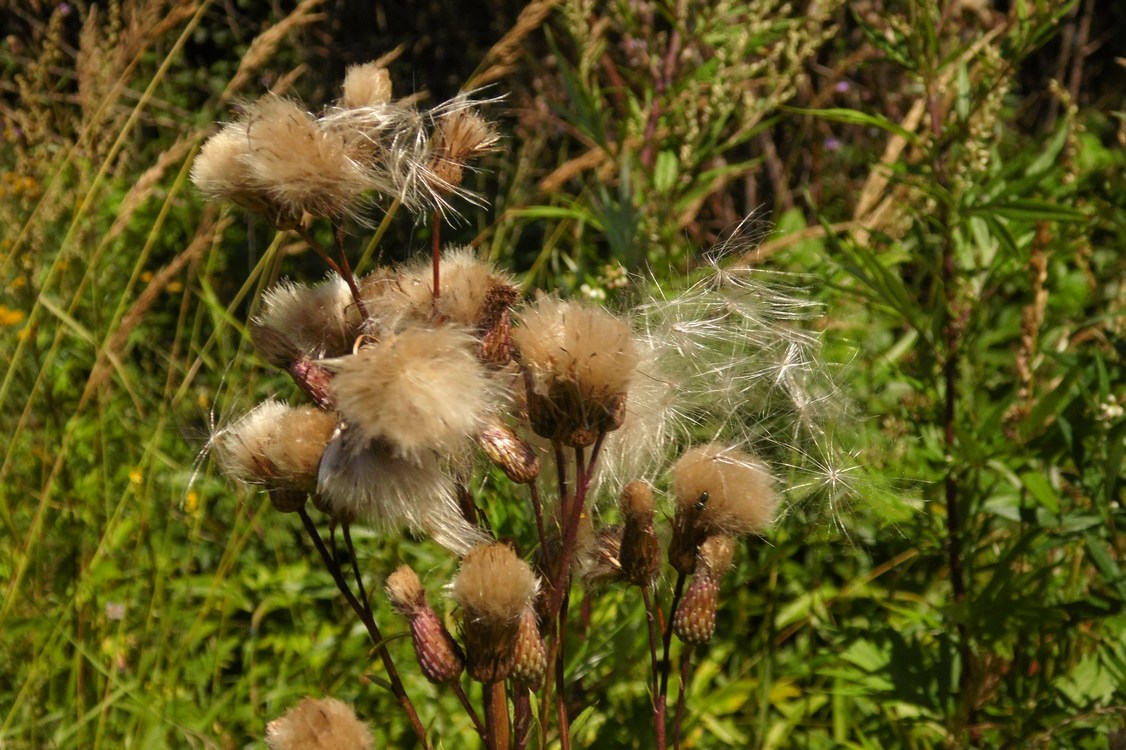 Image of Cirsium setosum specimen.