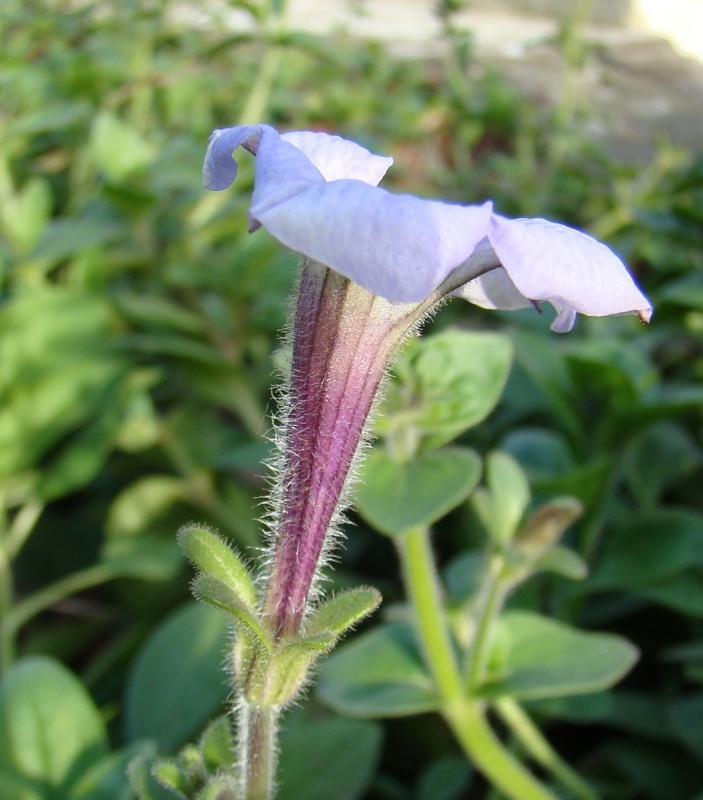 Изображение особи Petunia × atkinsiana.