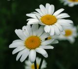 Leucanthemum vulgare. Соцветия. Московская обл., Раменский р-н, окр. ж.-д. платформы Хрипань, просека под ЛЭП. 06.06.2015.