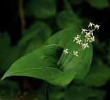 Maianthemum bifolium. Цветущее растение. Московская обл., Раменский р-н, окр. ж.-д. платформы Хрипань, смешанный лес у ЛЭП. 07.06.2015.