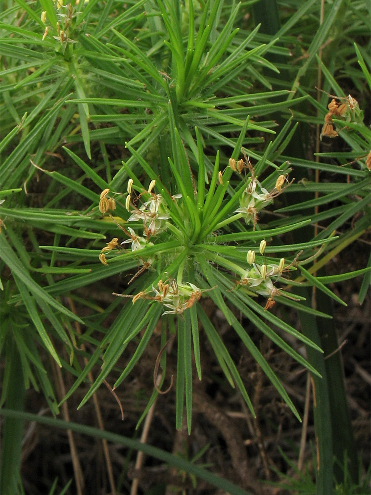 Image of Plantago arborescens specimen.