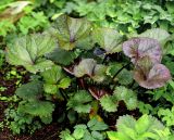 Ligularia dentata. Развивающееся растение (культивар). Московская обл., Раменский р-н, окр. дер. Хрипань, садовый участок. 23.05.2015.