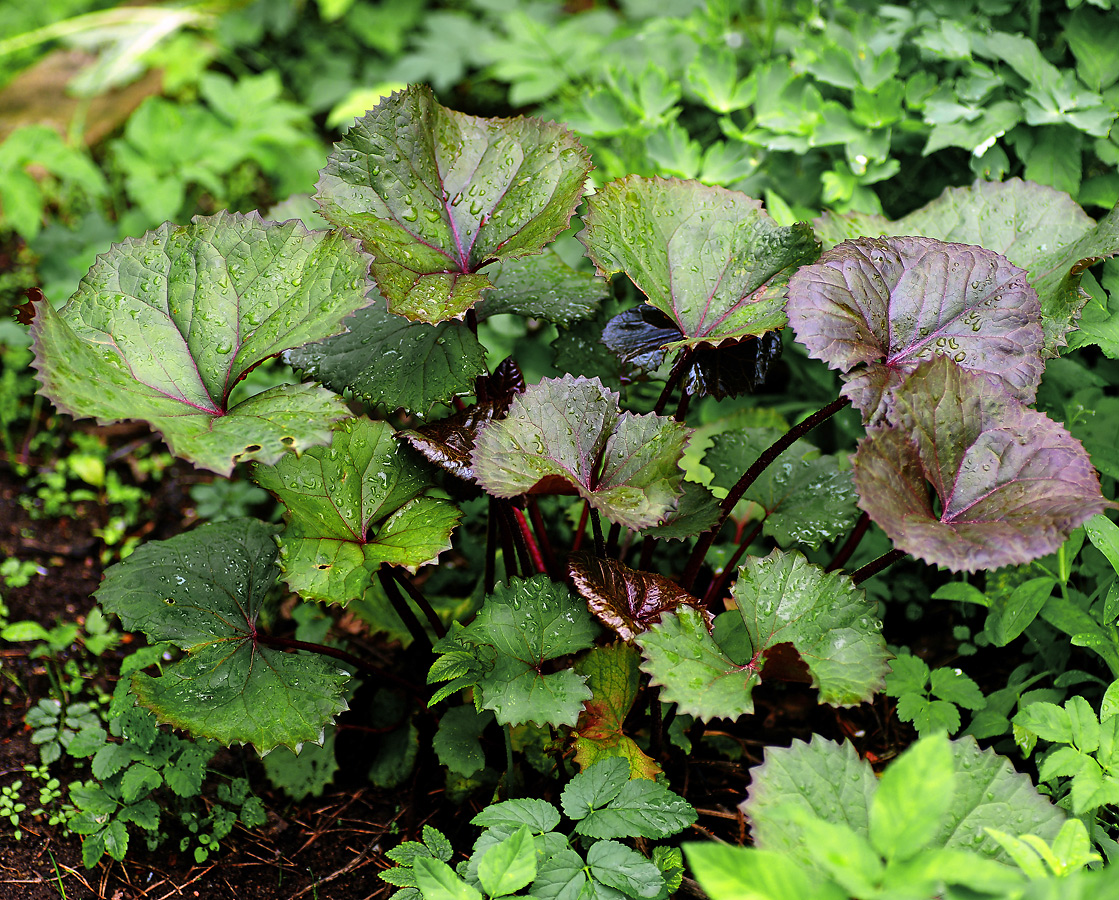 Image of Ligularia dentata specimen.