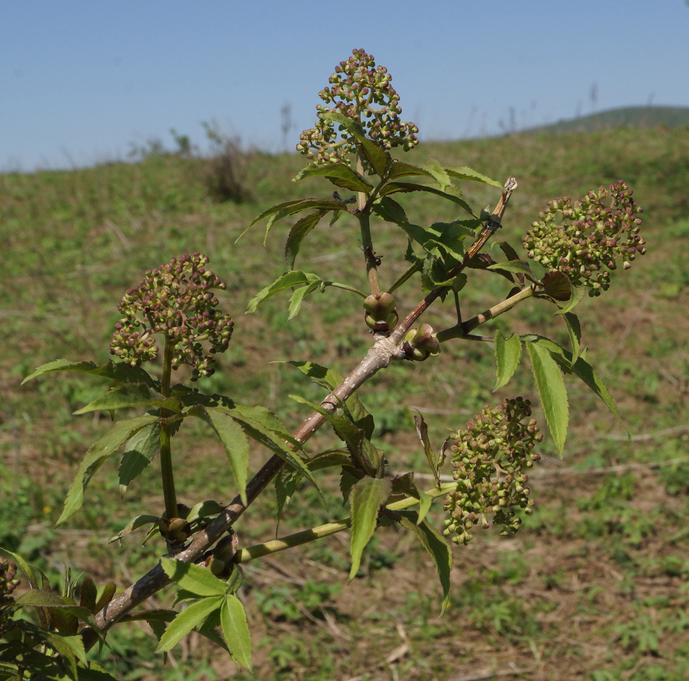 Изображение особи Sambucus sibirica.