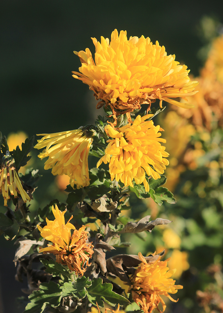 Image of Chrysanthemum morifolium specimen.