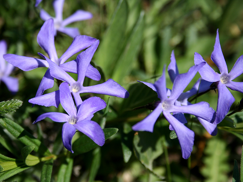 Изображение особи Vinca herbacea.