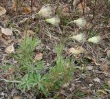 Pulsatilla multifida