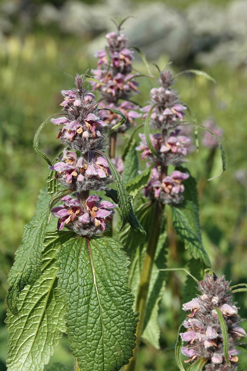 Изображение особи Phlomoides alpina.