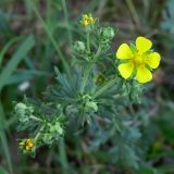 Potentilla argentea. Верхушка расцветающего растения. Челябинская обл., окр. г. Челябинск, Золотая горка, разнотравная поляна в берёзовом лесу. 03.07.2014.