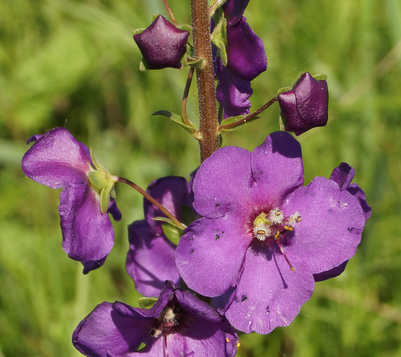 Image of Verbascum phoeniceum specimen.