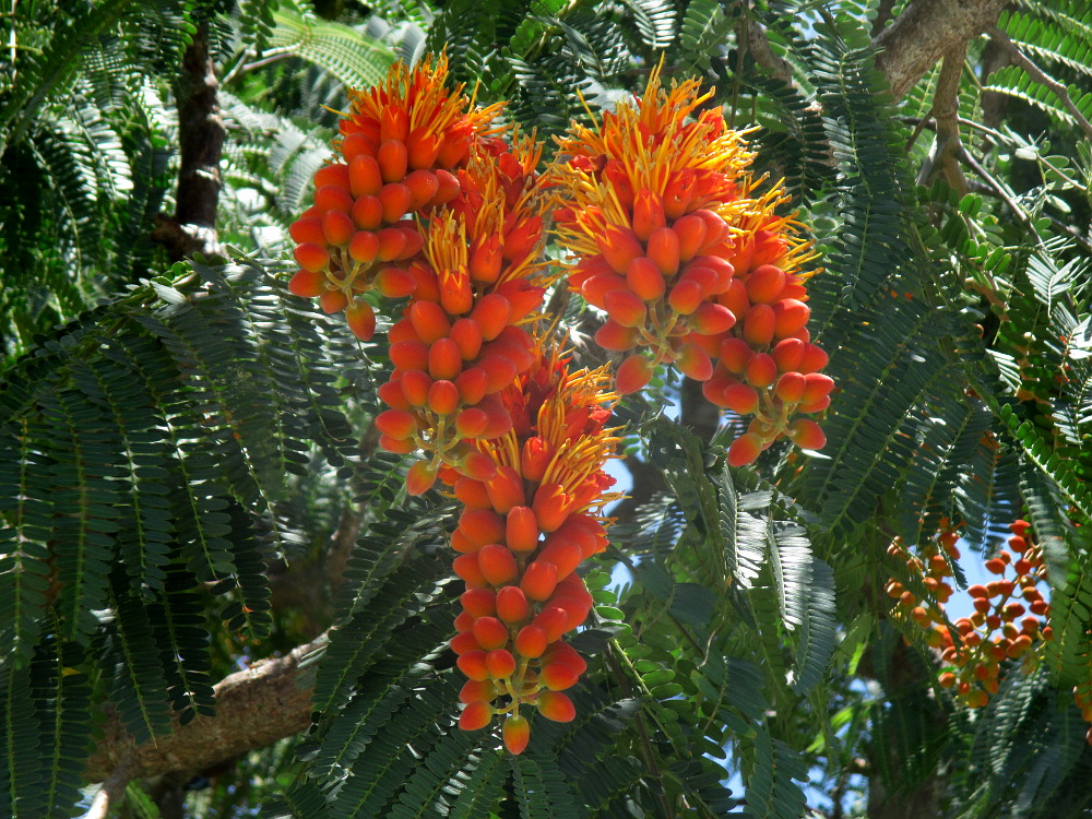 Image of Colvillea racemosa specimen.