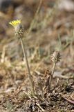 Taraxacum turcomanicum. Зацветающее растение. Южный Казахстан, горы Алатау (Даубаба), Восточное ущелье. 11.08.2014.