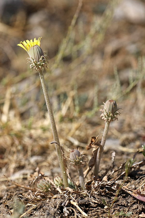 Изображение особи Taraxacum turcomanicum.