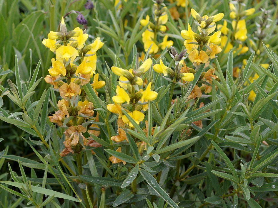 Image of Thermopsis turkestanica specimen.