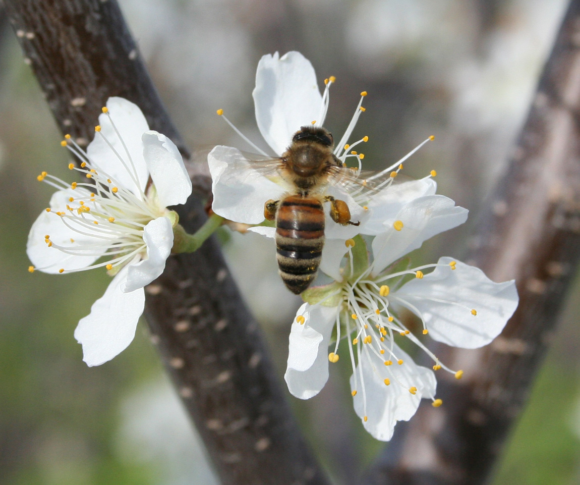 Image of Prunus domestica specimen.