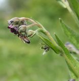 Cynoglossum officinale