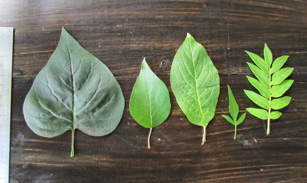 Image of genus Syringa specimen.