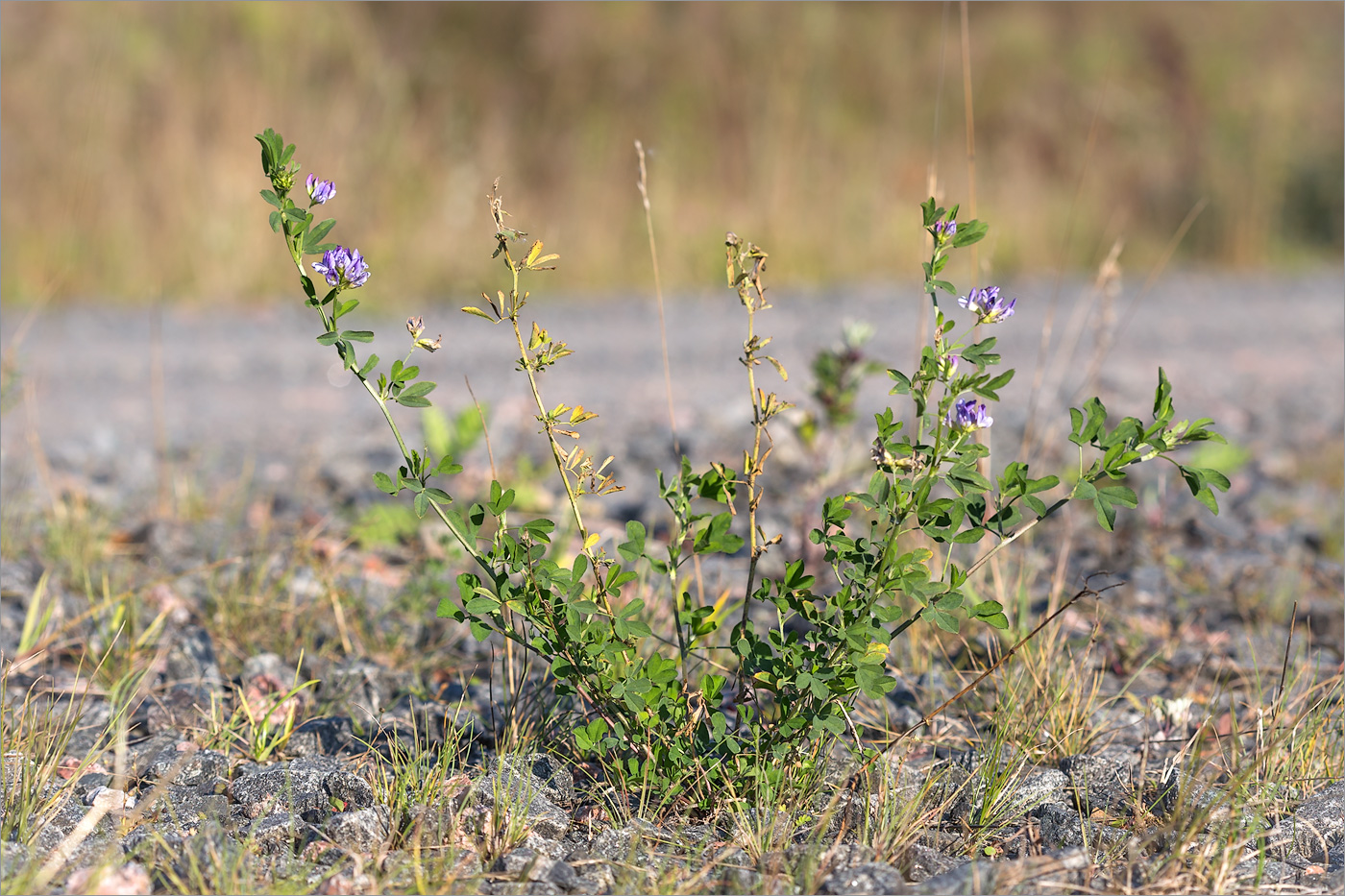 Изображение особи Medicago sativa.