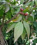 Euonymus europaeus. Ветка с созревающими плодами. Ярославская обл., северный берег Плещеева озера, Варварин источник, в культуре. 15.08.2015.