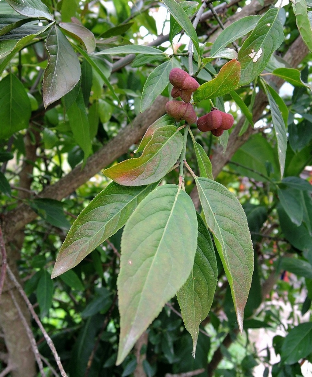 Image of Euonymus europaeus specimen.