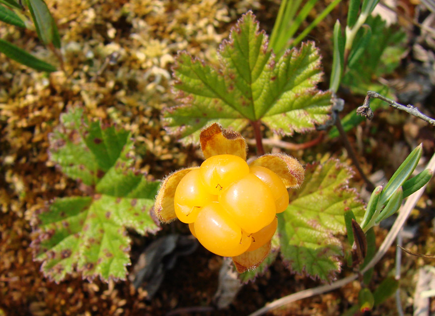 Изображение особи Rubus chamaemorus.