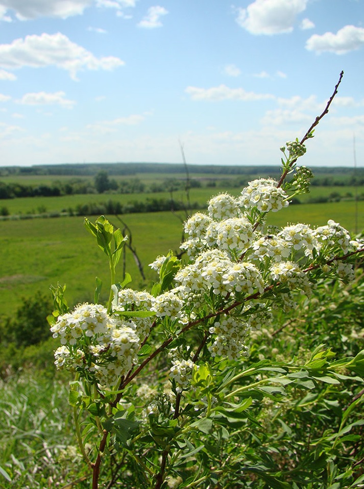 Image of Spiraea crenata specimen.
