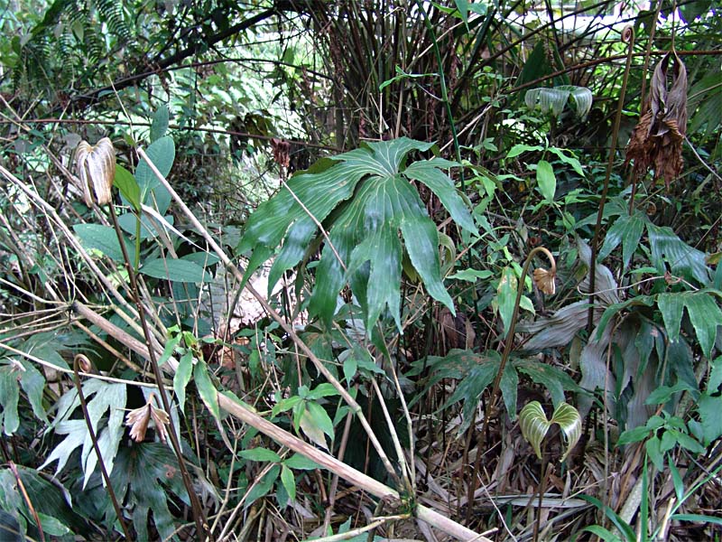 Image of Dipteris conjugata specimen.