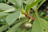 Edgeworthia chrysantha