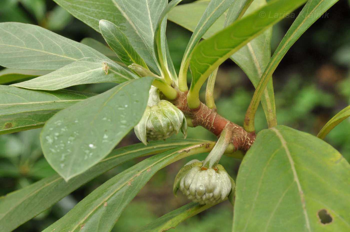 Image of Edgeworthia chrysantha specimen.