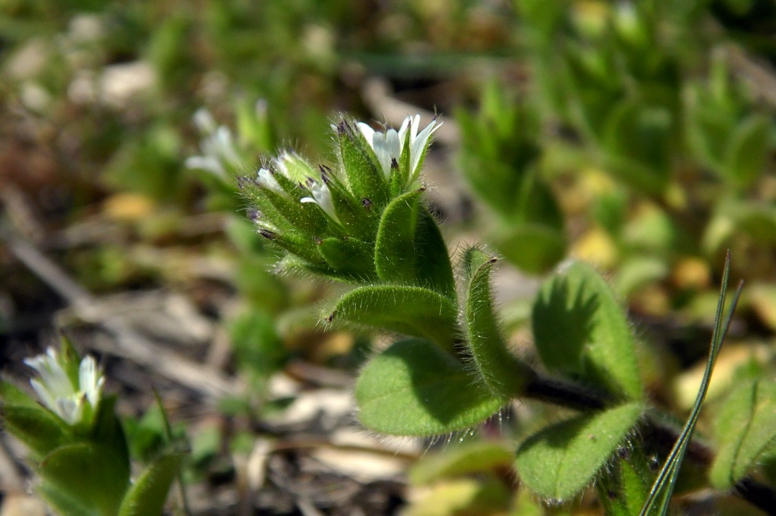 Image of Cerastium glomeratum specimen.