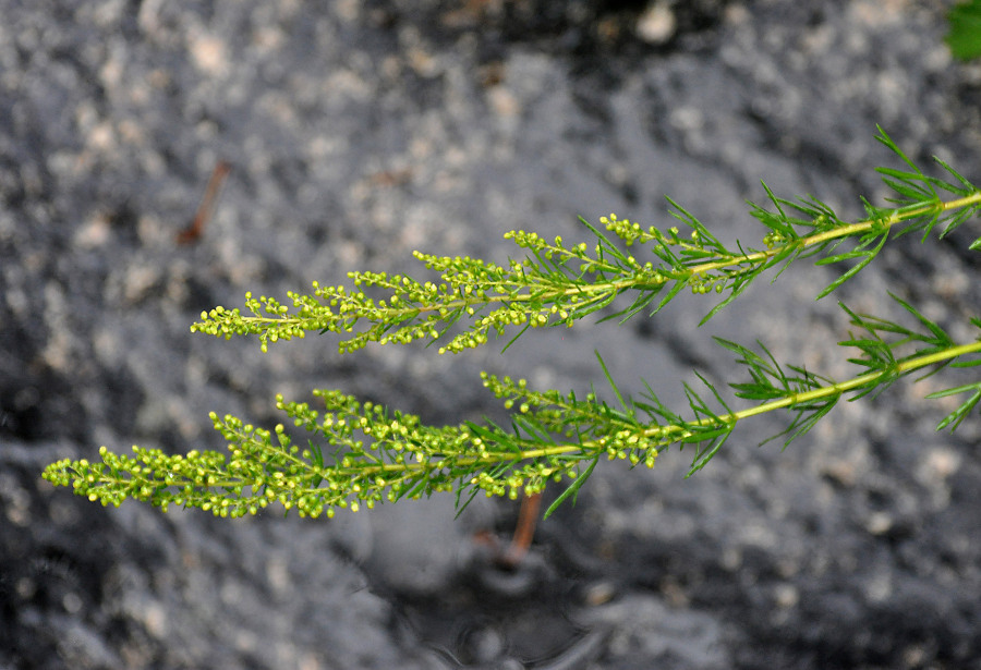 Image of Artemisia japonica specimen.