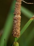 Typha intermedia