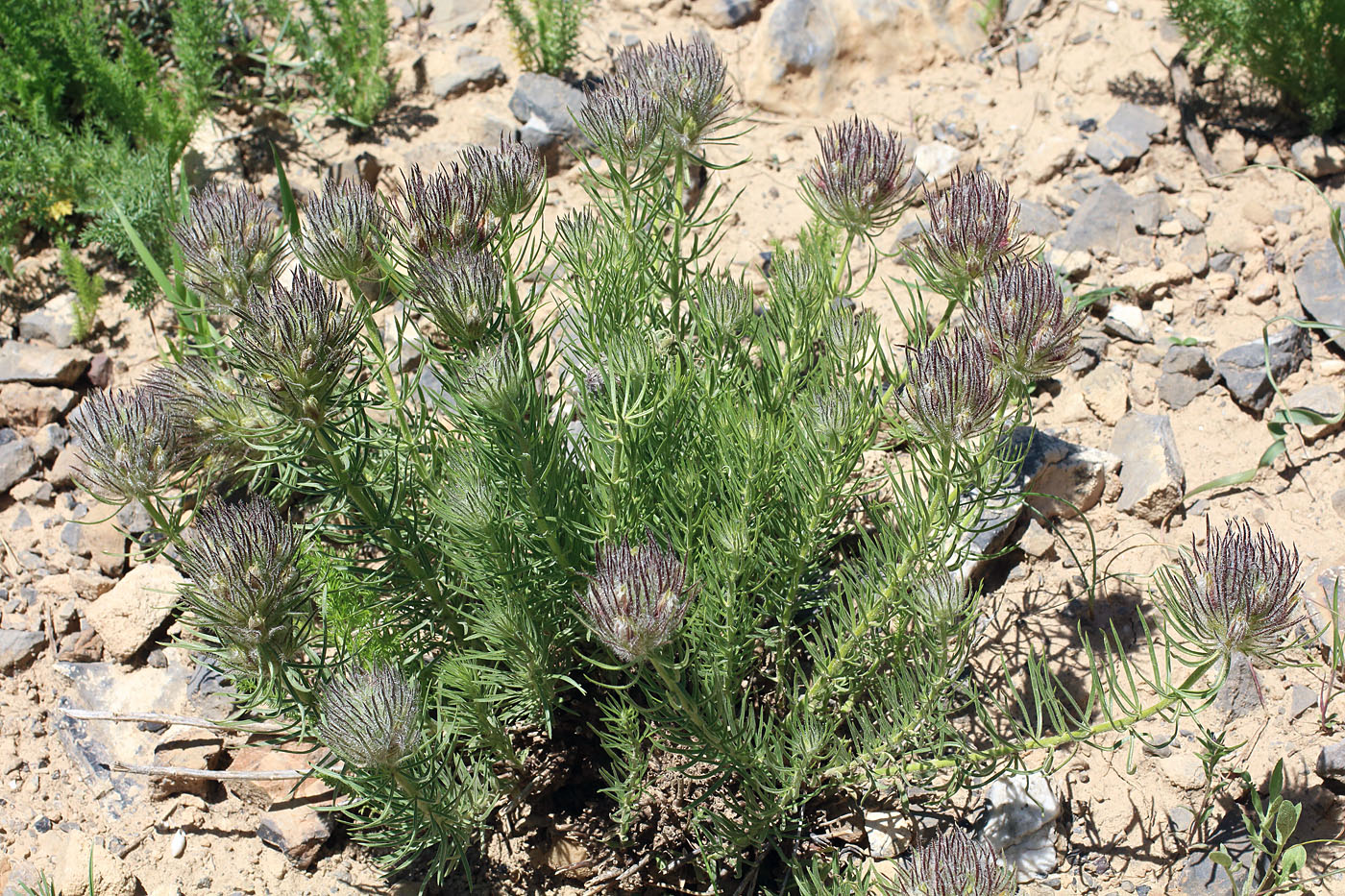 Image of Bungea vesiculifera specimen.