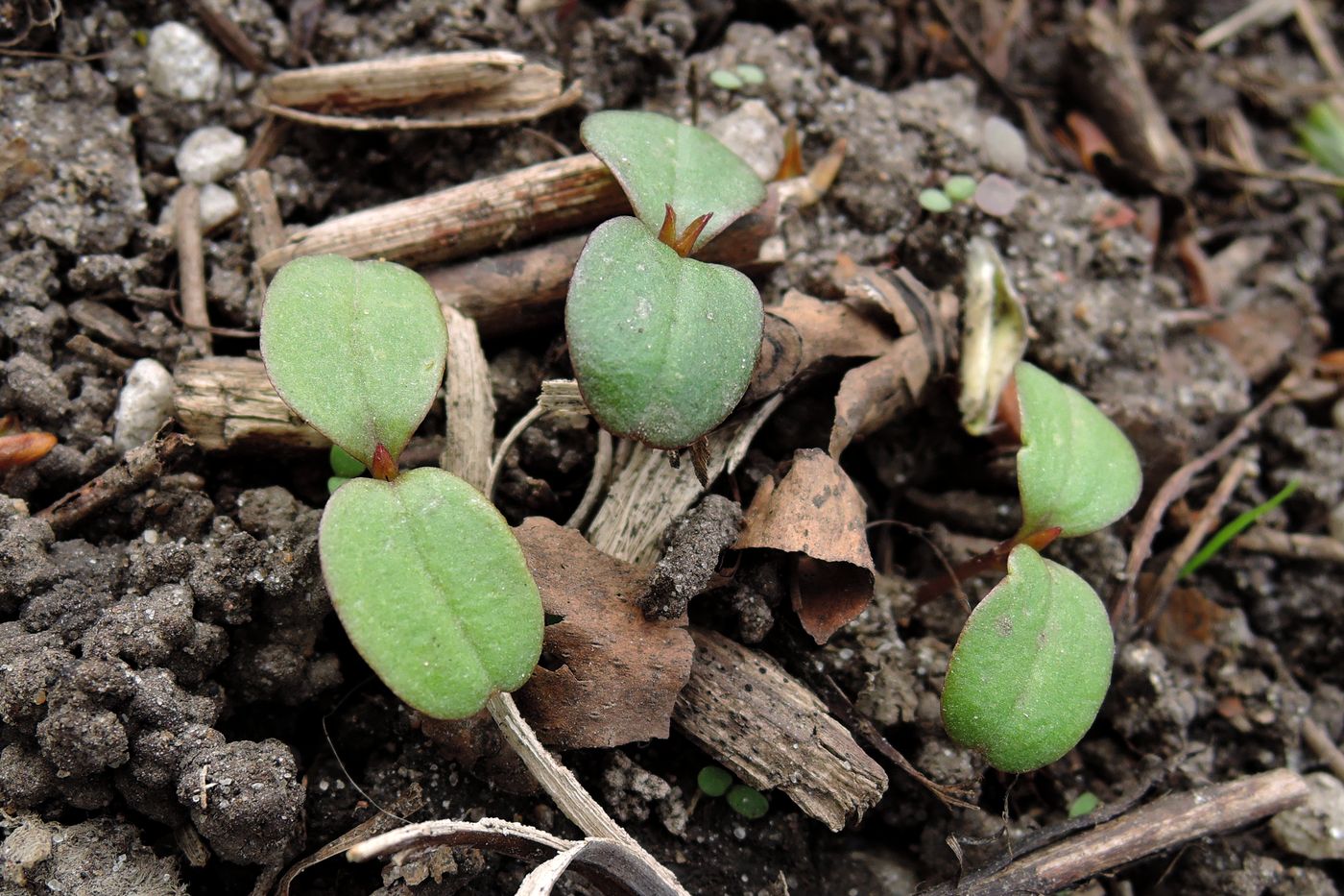 Изображение особи Impatiens parviflora.