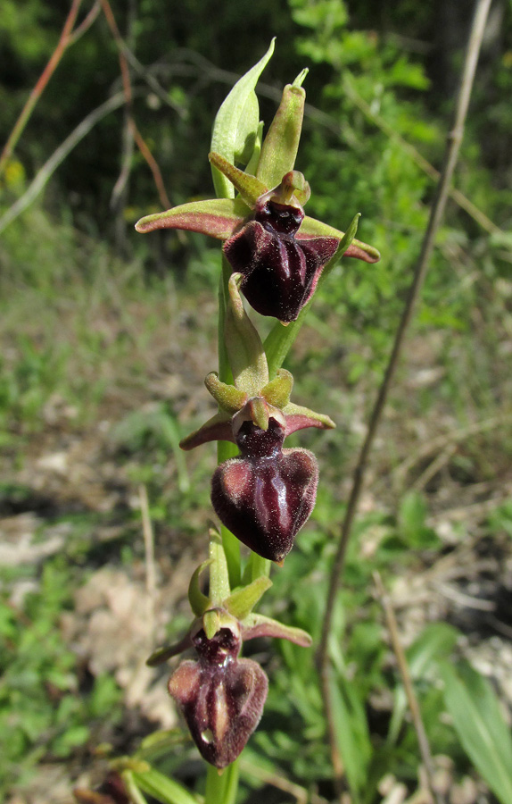 Image of Ophrys mammosa specimen.