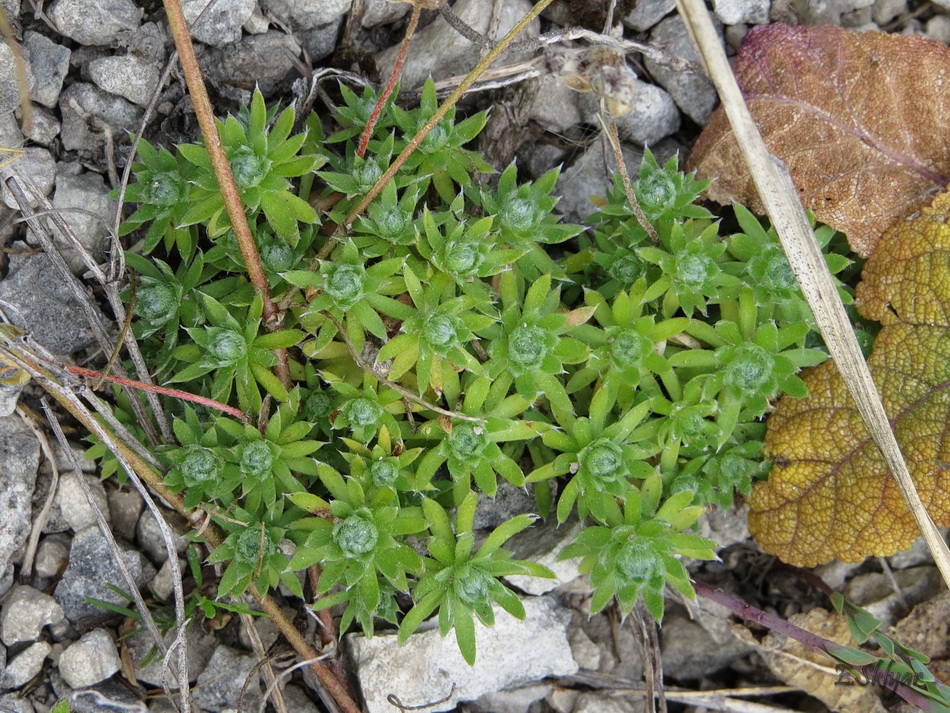 Image of Androsace koso-poljanskii specimen.