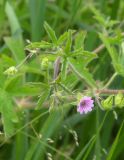 Geranium divaricatum