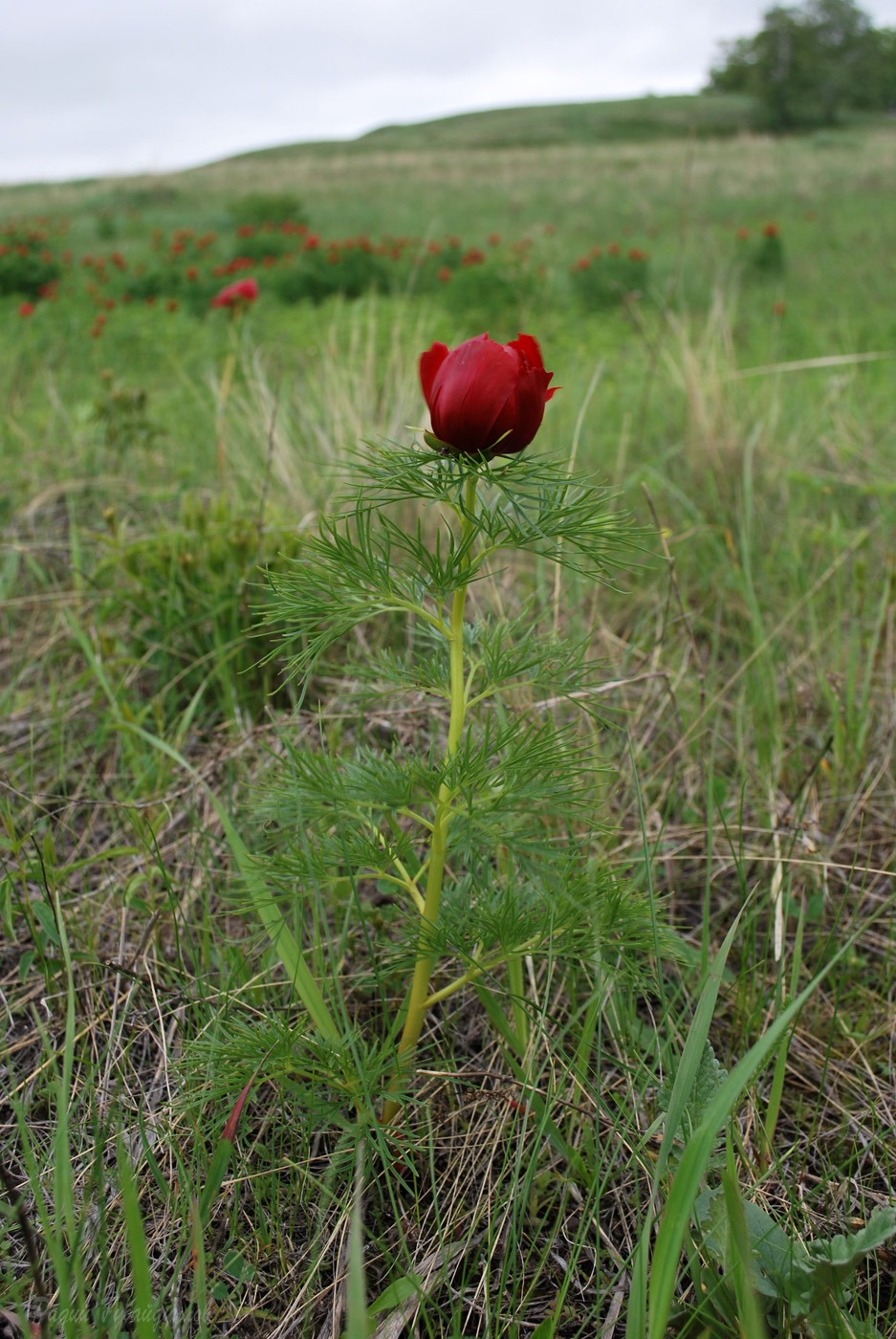 Изображение особи Paeonia tenuifolia.