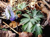 Corydalis turtschaninovii. Гуттирующее цветущее растение. Приморье, Партизанский р-н, окр. пос. Лозовый, у лесной тропы. 18.04.2015.