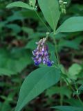 Vicia unijuga