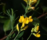 Lathyrus pratensis