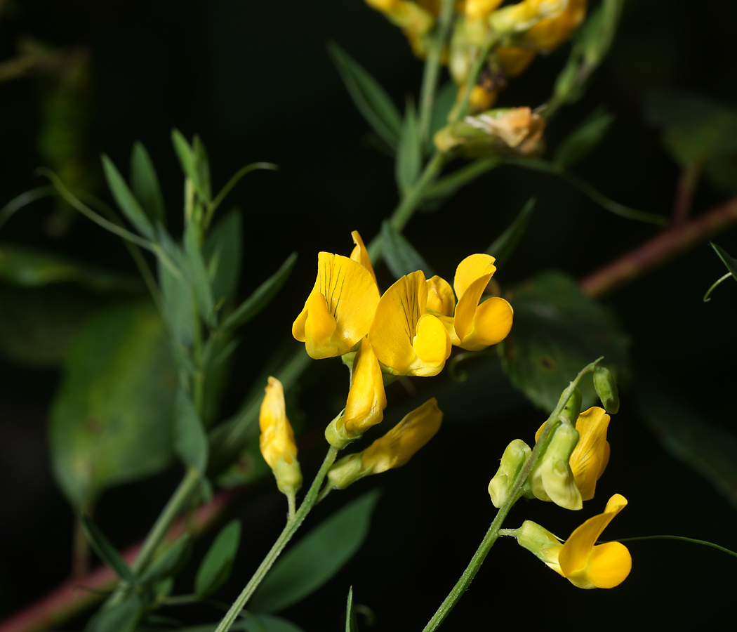 Изображение особи Lathyrus pratensis.