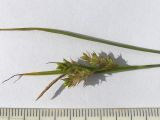 Carex pallescens