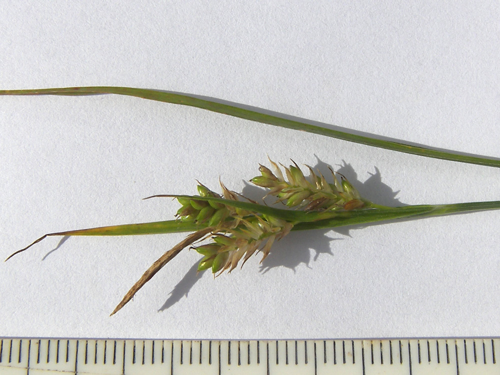 Изображение особи Carex pallescens.