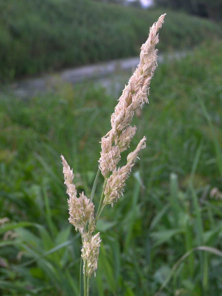 Image of Phalaroides arundinacea specimen.