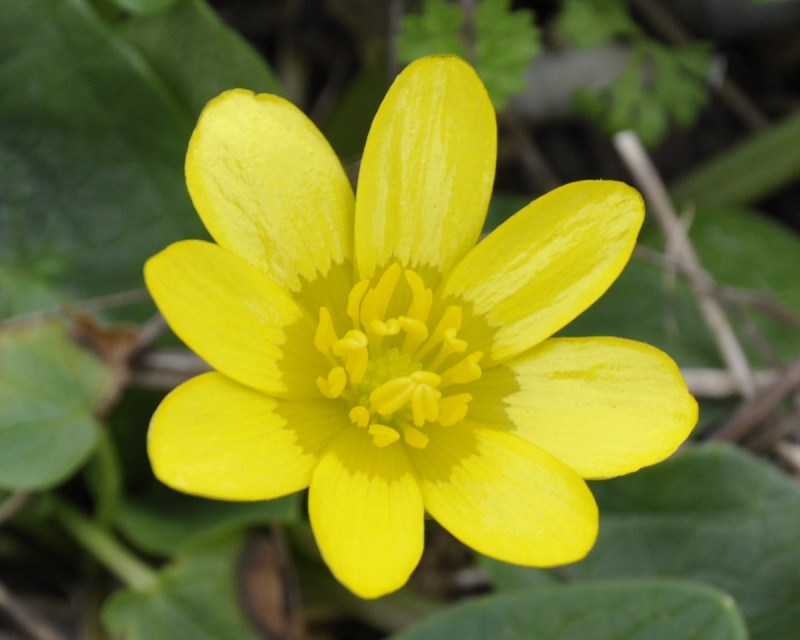 Image of Ficaria calthifolia specimen.