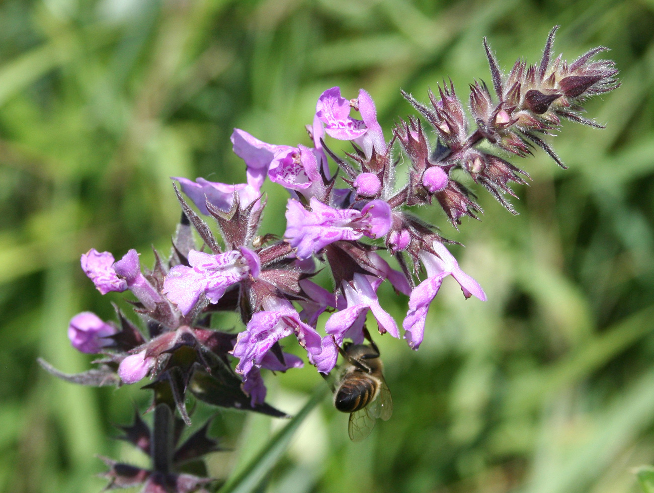 Изображение особи Stachys palustris.